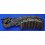Carved Black Chakate handle comb, dragon